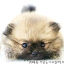 강아지,반하다 이미지