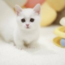 도레미 | 성남고양이분양 도레미캣 후기 공개!