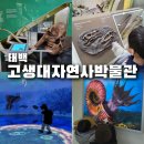 태백고생대자연사박물관 | 아이 눈이 반짝였던 [태백고생대자연사박물관] 방문후기