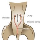 안산 센트럴 동물병원 이미지