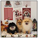 세븐일레븐 광주상무중흥점 | 광주 상무지구 신상 실내 애견카페 멍앤빈