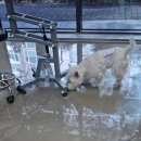 송주미피부미용전문 | 달서구 애견미용 추천 &#34;화이트테리어&#34; 스트리핑·피부케어·전체미용 이야기