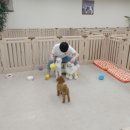 박준애견호텔강아지목욕대형견호텔애견유치원 이미지