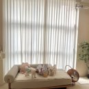 댕큐베리 | 보타닉풀 | 서울 강아지 수영장 | 강아지 생일 파티룸🐥🛟