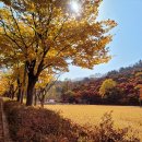 이번 주말이 단풍 절정"... 주말에 가볼만한 수도권 단풍 명소 추천 BEST 4 이미지