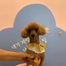 유폴 24시 애견셀프목욕 동천점 이미지