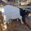 다미농원 이미지