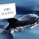 물뿜는고래 이미지