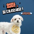맘바이 루프탑 테라스 강아지 애견호텔 애견유치원 네이버블로그