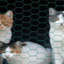 광주24시스카이동물메디컬센터 이미지