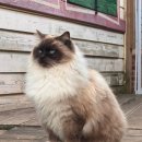 영흥로 | 인천 영흥도 고양이역 카페 겨울 주말 솔직후기