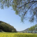 4월24일(일) 옥천군 적하리 유채꽃 & 안동찜닭/ 생선국수 이미지