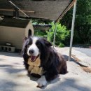 도그헬퍼 이미지