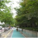 중국단풍길 이미지