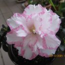 아젤리아 이미지