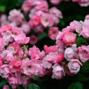 곡성세계장미축제장 이미지