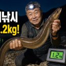 개미낚시 | 충주호 장어 낚시, 새벽 3번의 승부… 1.2kg 대물 장어가 모습을 드러냈다