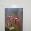 꽃을 통해 봄을 느끼며 치유한다. 24일부터 봄꽃사진전 열린다, 주안 한국여행사진작가협회 산들투어 루카스 박 갤러리 이미지