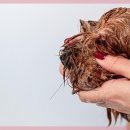 광주카서비스 이미지