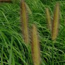 건강과약초 이미지