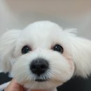 개등드리# 네이버블로그