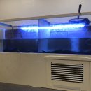 힘쎈 대머리고창풍천장어 이미지