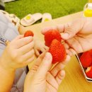 온가족놀이터 놀이터 뽀끼뽀끼 | 경기도 용인 팜팜놀이터 딸기농장 딸기 따기 두돌 32개월 예약 체험 후기