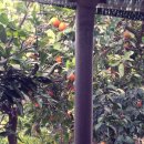 상용농장 이미지