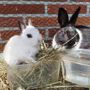 플랜츠비 이미지