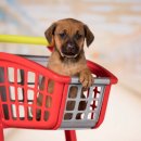 광주애견경매장 이미지