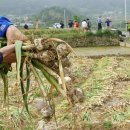 보물섬마늘나라 이미지