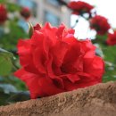 우장산동 이미지