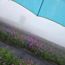 별,바람,꽃길 이미지