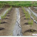 주용농장 이미지