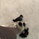 행복하개 반려동물 센터 | 반려동물과 함께하는 전시회에 가다 - 행복하개 🐾