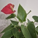 짱 인형천국&코인노래 | [2026] 설날 문턱 간신히 넘어가고 기어가고