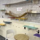 낭만 캣 | 대전고양이카페 둔산동놀거리 캣카페 낭만고양이