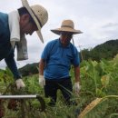 보선농장 이미지