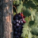 옹진행정사 이미지