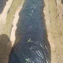 부여농장 이미지