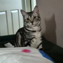 (고양이 실종신고) 충북 청주시 상당구 영운동 수정아파트, 새벽에 집을 나간 고양이를 찾습니다. 이미지