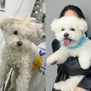 쁘띠몽펫샵 이미지