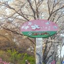 동산운수(합) | 부천 원미산 진달래꽃축제 동산 나들이로 딱