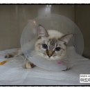 미드미동물의료센터 이미지