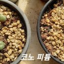 파라소피