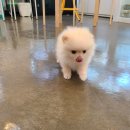 디자인바이펫 이미지