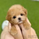 블리독 위례점 고양이강아지분양 말티푸 비숑 포메라니안 이미지