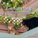 강릉 숨숨집 | 강릉 고양이 카페 경포대 데이트 놀거리 레이지캣