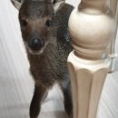 경상북도 야생동물 구조관리센터 이미지