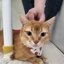 나비살롱 이미지